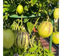 Semi di melone pero, resistenti per il giardino esotiche fresca vecchie varietà da frutto colonnari frutto colonnare 250pcs