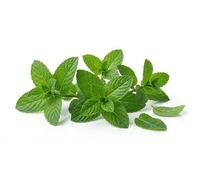 Semi di Menta 6g | Sementi di Menta Aromatica | Pianta Aromatica Profumata per Orto, Vaso e Balcone | Semi da Orto Alta Germinazione | Ideali per Cucina, Tisane e Giardinaggio Domestico