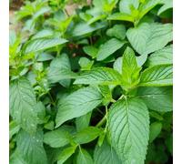 semi di menta balcone tetto verde semi resistenti all'inverno per contenitori, menta 10pcs