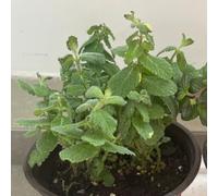 Semi di menta mela biologici, semi di medicinali semi di selvatiche semi di da cucina 500pcs