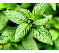 Semi di menta piperita - Mentha piperita