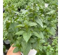 Semi di menta - prodotti sostenibili semi di vecchie varietà per giardinieri giardino balcone coltivazione 300pcs