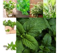 semi di menta semi decorativi interni balcone tetto verde in resistenti, 50pcs