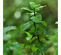 Semi di menta, semi di medicinali menta piperita tappezzante aromatiche balcone del giardino aromatiche 300pcs