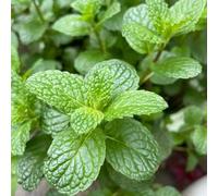 Semi di menta verde, biologici Mentha Spicata, erbacee, semi di selvatiche Le da giardino sono resistenti regali 200pcs