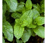 Semi di menta verde - di tappezzante verdi semi di resistenti per il giardino prodotti 800pcs