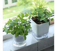 Semi di menta verde - prodotti sostenibili per giardino di rare semi di da cucina 600pcs