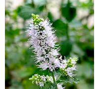 Semi di menta verde, regali per giardinieri amatoriali Mentha Spicata, da giardino semi biologici Orto di da balcone 100pcs