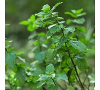 Semi di menta verde, regali per giardinieri amatoriali Mentha Spicata, Le da giardino sono le da giardino roccioso sono 800pcs