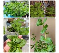 Semi di menta verde - semi di da cucina tappezzante da giardino roccioso resistenti vecchie varietà semi di medicinali 500pcs