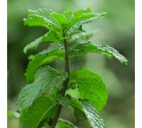 Semi di menta verde - semi di selvatiche da giardino roccioso resistenti verdi semi di da cucina rare 1200pcs