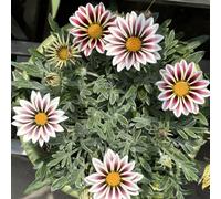 semi di mezzogiorno d'oro - estremamente resistenti giardino, balcone, tappezzanti 800pcs