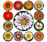 semi di mezzogiorno d'oro - estremamente resistenti, perenni giardino, esterno, 350pcs