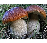 Semi di micelio di funghi porcini re (Boletus Betulicola) essiccati (10g)
