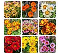 Semi di Midday Gold - serre da balcone per luoghi soleggiati semina autunnale del to decorazione del soggiorno autunnali resistenti semi di come 125pcs