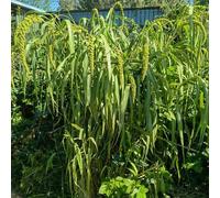 Semi di miglio coda di volpe - resistenti per il giardino da giardino roccioso esotiche vecchie varietà regali per gli amanti del semi aiuole rialzate 500pcs
