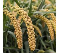 Semi di miglio coda di volpe - semi per aiuole rialzate rare da giardino per aiuole rialzate balcone serra esotiche giardino sul balcone resistenti il regali 300pcs