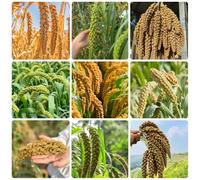 Semi di miglio coda di volpe - vecchie varietà semi da giardino resistenti per il giardino regali per gli amanti del aiuole rialzate da rare roccioso 600pcs