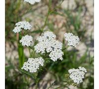 semi di millenrama biologici giardino balcone letto elevato resistente all'inverno per balconi - rari - resistenti per il giardino balcone 120pcs