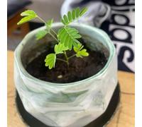 semi di mimosa, da balcone resistenti per balconi, letti elevati per giardino, interni esotici semi di tetto verde 20pcs