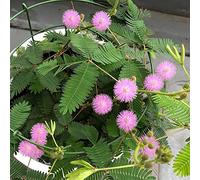 semi di mimosa - da giardino perenne resistente per da balcone 200pcs