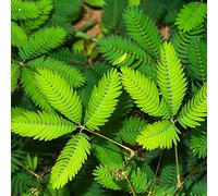 semi di mimosa - da giardino resistenti per balcone letto rialzato 10pcs