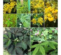 semi di mimosa - di mimosa esotica balcone semi interni letti elevati per giardino, bonsái perenni resistenti 150pcs