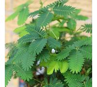 semi di mimosa - esotiche da balcone di pietra resistenti giardino 100pcs