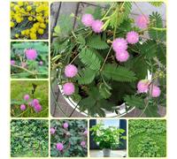 Semi di mimosa - Mimosa pudica, da balcone resistenti esotiche semi di d'appartamento 80pcs