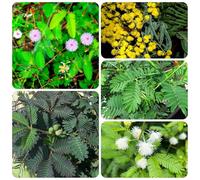 semi di mimosa - perenni all'esterno da giardino esotiche estivi 150pcs