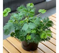 semi di mimosa - perenni, per giardino, balcone e davanzale per gli amanti 50pcs