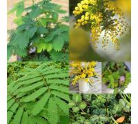 semi di mimosa, perenni resistenti decorazione balconi letti elevati per giardino, semi interni decorazione decorativa 300pcs