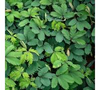 semi di mimosa - resistenti esotici perenni all'esterno giardino balcone 300pcs