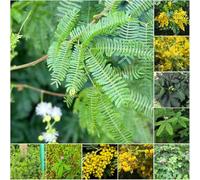 semi di mimosa - semi di letti elevati per giardino, praterie, Decorazione 200pcs