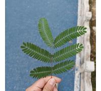 semi di mimosa, semi prato del balcone perenni resistenti 125pz