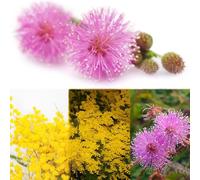 semi di mimosa, semi ufficio balcone giardino resistenti per balconi, bonsái 200pcs