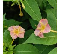 Semi di Mirabilis jalapa - giardino Giardino roccioso, resistenti per il pieno sole balcone con interna in vaso recisi 420pcs