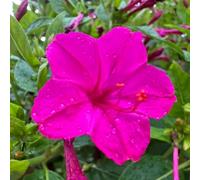Semi di Mirabilis jalapa - giardino in vaso d'appartamento esotiche raro Giardino roccioso, resistenti per il pieno sole 200pcs