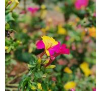 semi di miracoli, letti elevati per giardino semi di selvatica perenne resistenti, scalatrici resistenti, perenne 200pcs