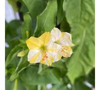 semi di miracoli, semi di perenni resistenti, di selvaggi perenni resistenti, in inverno per il giardino, 60pcs