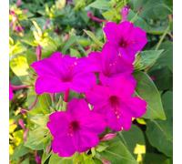 Semi di miracolosi,aiuole rialzate per giardino,decorative resistenti per il giardino,colorate decorazione ufficio,lungo periodo di un decorazione da,100pcs