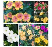 Semi di miracolosi,balcone in serra,giardino interno e,coltivazione,facili da piantare,decorative,adatte alle d'appartamento,bellissimi 550pcs