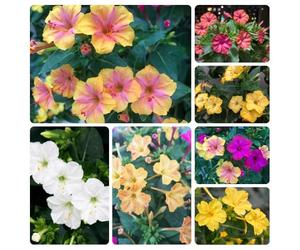 Semi di miracolosi,balcone in serra,giardino interno e,coltivazione,facili da piantare,decorative,adatte alle d'appartamento,bellissimi 550pcs