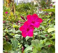 Semi di miracolosi,da balcone,per luoghi soleggiati giardino di,resistenti all'esterno aiuole rialzate per giardino,decorative decorazione ufficio,lungo 400pcs