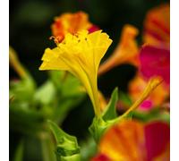 Semi di miracolosi,resistenti in vaso,to colorato resistenti per il giardino,colorate semi e di,coltivazione,facili da piantare,balcone in 350pcs