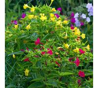 semi di miracolosi semi selvatici balcone tagliati giardino esotico roccia resistente arbusto farfalle perenne 30pcs