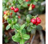 semi di mirtillo rosso, mirtillo rosso, da balcone resistenti Macrocarpon vaccinico, per il giardino vaso per fresche di resistente 150pcs