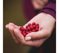 semi di mirtillo rosso, mirtillo rosso, per il giardino Macrocarpon vaccinico, vaso per da fresca biologici, fresca Le perenni 100pcs