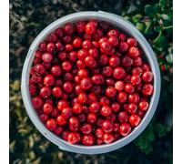 semi di mirtillo rosso, mirtillo rosso, resistenti all'esterno Macrocarpon vaccinico, esotici, verdi per il giardino 80pcs