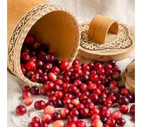 semi di mirtillo rosso, rare, tappezzanti resistenti perenni balcone, biologiche vecchie varietà 300pcs